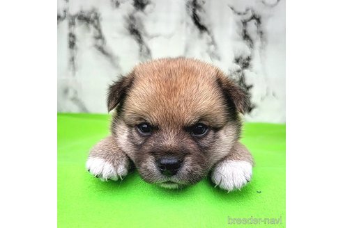 成約済の茨城県のミックス犬-265215の19枚目