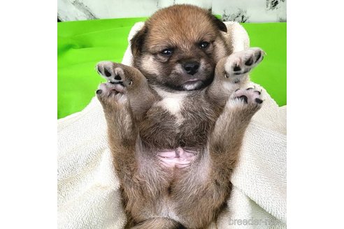 成約済の茨城県のミックス犬-265215の18枚目