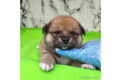 成約済の茨城県のミックス犬-265215の20枚目