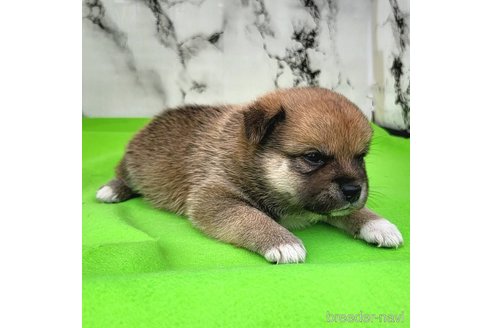 成約済の茨城県のミックス犬-265215の17枚目