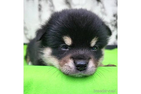 成約済の茨城県のミックス犬-265216の13枚目