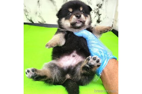 成約済の茨城県のミックス犬-265216の11枚目
