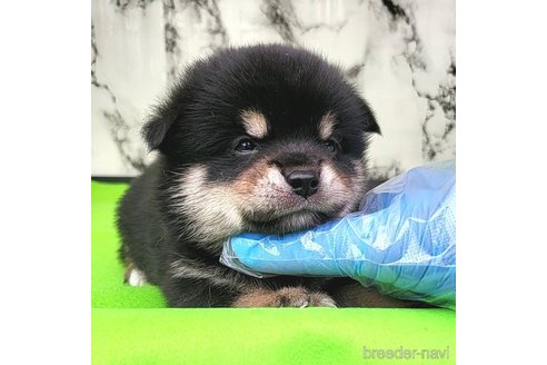 成約済の茨城県のミックス犬-265216の14枚目