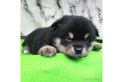 成約済の茨城県のミックス犬-265216の15枚目