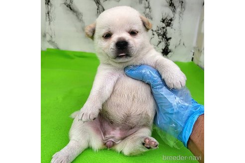 成約済の茨城県のミックス犬-265217の69枚目
