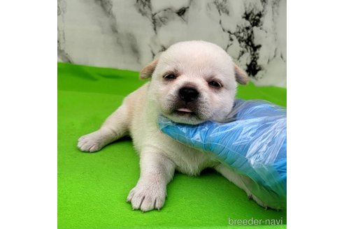 成約済の茨城県のミックス犬-265217の67枚目