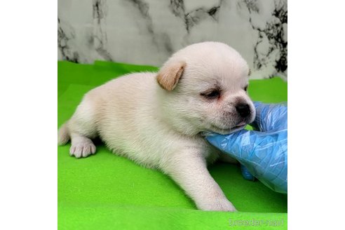 成約済の茨城県のミックス犬-265217の66枚目