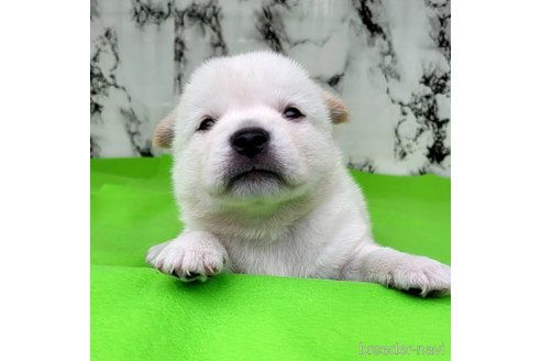成約済の茨城県のミックス犬-265218の43枚目