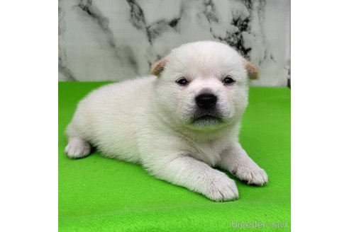 成約済の茨城県のミックス犬-265218の41枚目