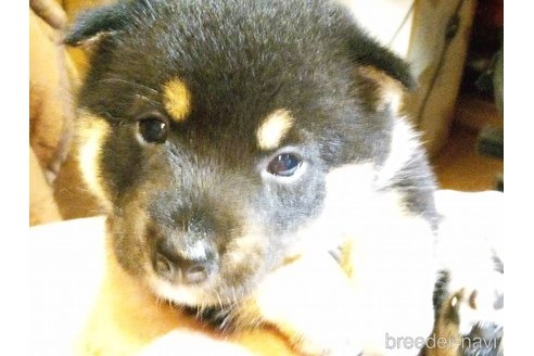 成約済の岐阜県の柴犬-265233の3枚目