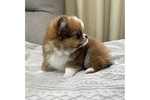 成約済の福岡県のチワワ(ロングコート)-261538の4枚目