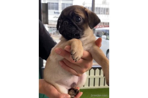 成約済の福岡県のパグ-253558の2枚目