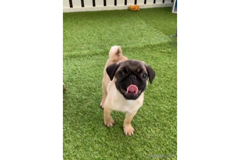 成約済の福岡県のパグ-253558の3枚目