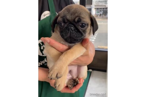 成約済の福岡県のパグ-253558の4枚目