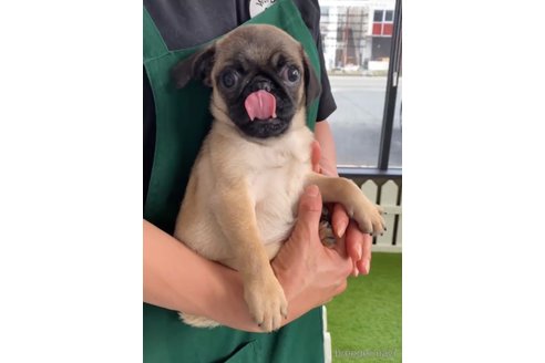 成約済の福岡県のパグ-253558の5枚目