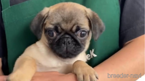 成約済の福岡県のパグ-253558