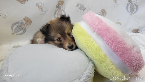 成約済の香川県のシェットランドシープドッグ(シェルティ)-265269の9枚目