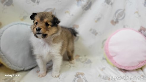 成約済の香川県のシェットランドシープドッグ(シェルティ)-265271の8枚目