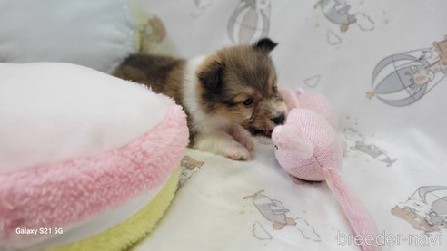 成約済の香川県のシェットランドシープドッグ(シェルティ)-265273の12枚目