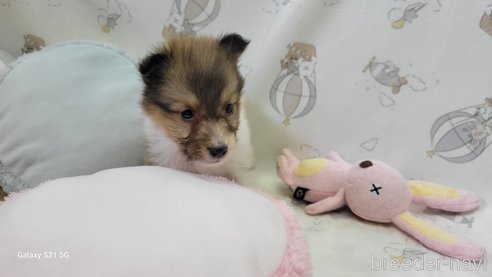 成約済の香川県のシェットランドシープドッグ(シェルティ)-265273の13枚目
