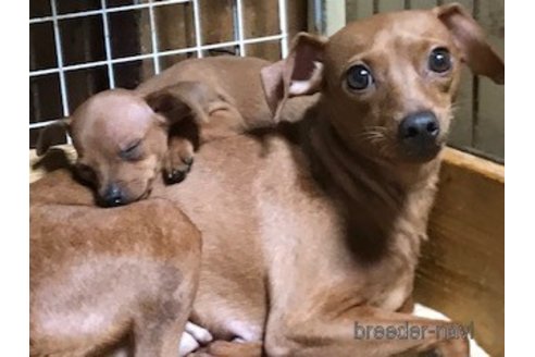 成約済の埼玉県のミニチュアピンシャー(ミニピン)-254669の12枚目