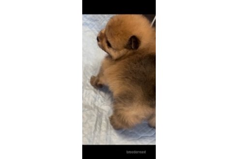 成約済の埼玉県のポメラニアン-263836の5枚目
