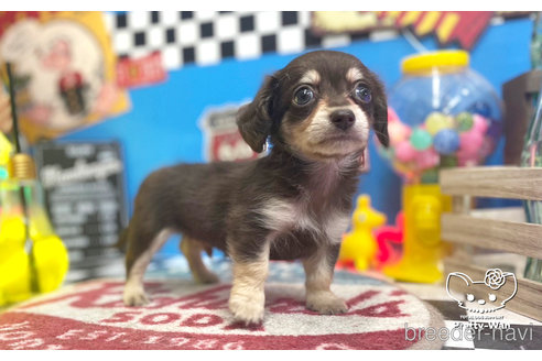 成約済の愛知県のチワックス:チワワ×ミニチュアダックスフンド-265326の5枚目