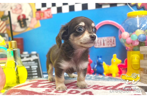 成約済の愛知県のチワックス:チワワ×ミニチュアダックスフンド-265326の7枚目