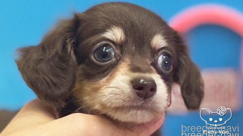 成約済の愛知県のチワックス:チワワ×ミニチュアダックスフンド-265326の4枚目