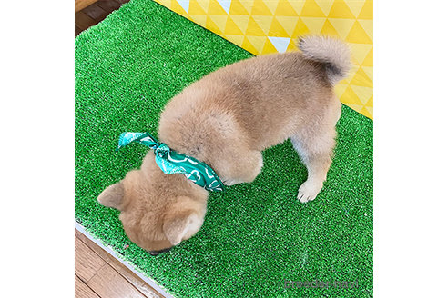 成約済の神奈川県の豆柴-265293の2枚目