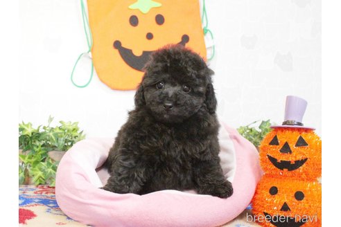 成約済の兵庫県のトイプードル-265475の13枚目
