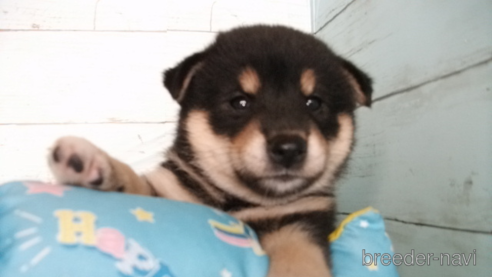 子犬