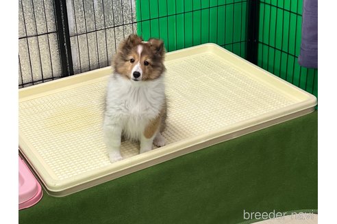 販売中の山口県のシェットランドシープドッグ(シェルティ)-262950