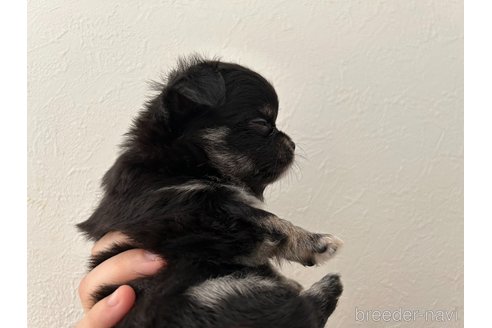 成約済の福岡県のチワワ(ロングコート)-265499の7枚目