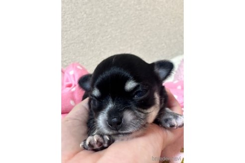 販売中の神奈川県のチワワ(ロングコート)-264104の6枚目