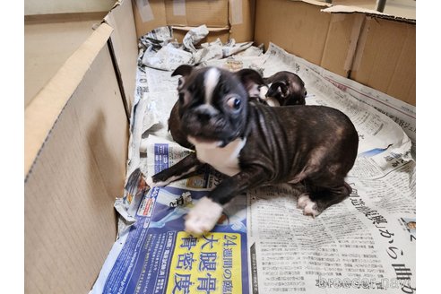 成約済の愛知県のボストンテリア-255752の6枚目