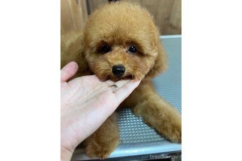 成約済の兵庫県のトイプードル-255057の2枚目