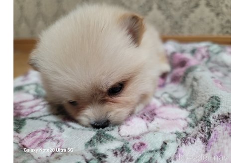 成約済の千葉県のポメラニアン-260972の10枚目