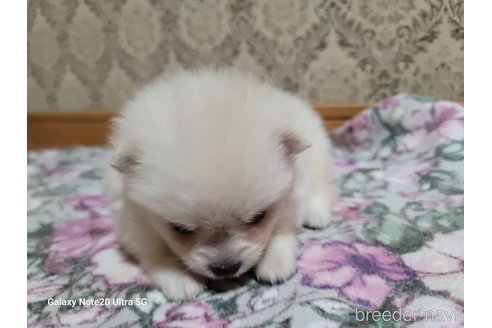 成約済の千葉県のポメラニアン-260973の4枚目
