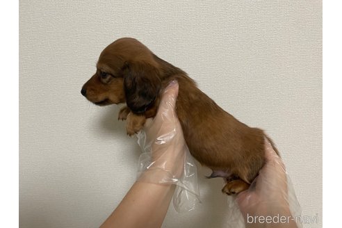 成約済の東京都のミニチュアダックスフンド(ロングヘアード)-265605の2枚目
