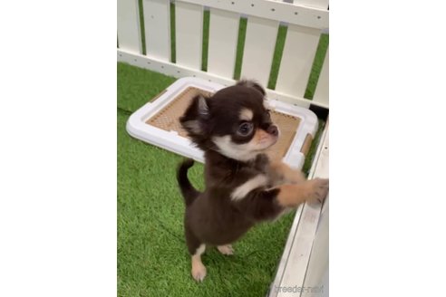 成約済の福岡県のチワワ(ロングコート)-256289の2枚目