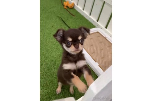 成約済の福岡県のチワワ(ロングコート)-256289の4枚目