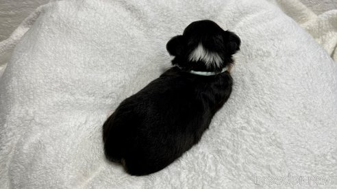 成約済の滋賀県のチワワ(ロングコート)-263443の16枚目