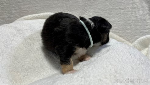 成約済の滋賀県のチワワ(ロングコート)-263443の13枚目