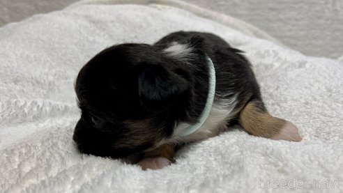 成約済の滋賀県のチワワ(ロングコート)-263443の12枚目