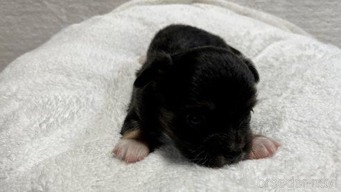 成約済の滋賀県のチワワ(ロングコート)-263443の8枚目
