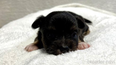 成約済の滋賀県のチワワ(ロングコート)-263443の7枚目