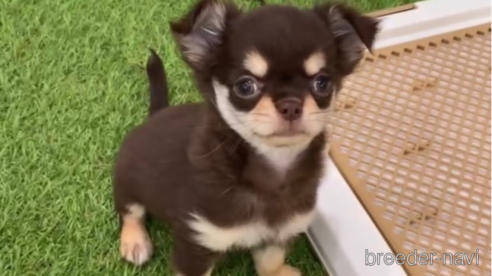 成約済の福岡県のチワワ(ロングコート)-256289