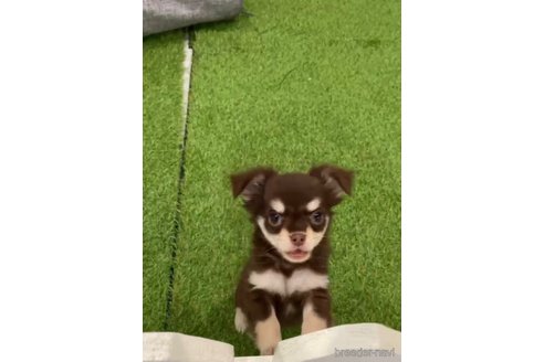 成約済の福岡県のチワワ(ロングコート)-256285の2枚目