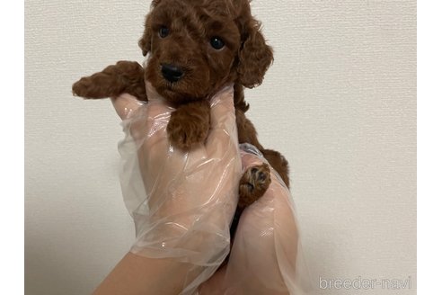 成約済の東京都のタイニープードル-265608の2枚目